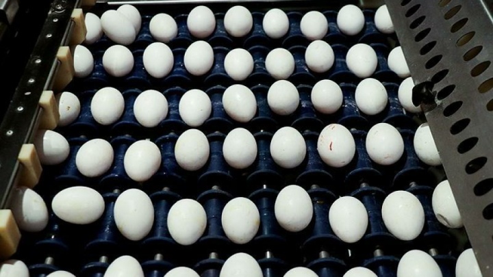 صادرات ۱۷۰ میلیون دلار تخم‌مرغ در سال ۱۴۰۲ صادر