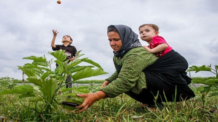 پوشش بیمه تأمین اجتماعی برای ۵۰۰ هزار مادر روستایی با سه فرزند