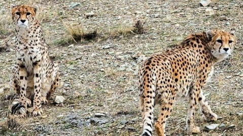 مشارکت بیش از۲۵۰ نفر در طرح مردمی حفاظت از یوز ایرانی در نوروز ۱۴۰۳
