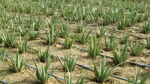 ۱۷۰۰ هکتار به سطح زیر کشت گیاهان دارویی لرستان اضافه شده است