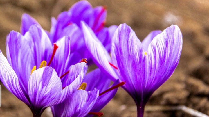 پنجم آبان به‌عنوان «روز ملی زعفران» نامگذاری شد
