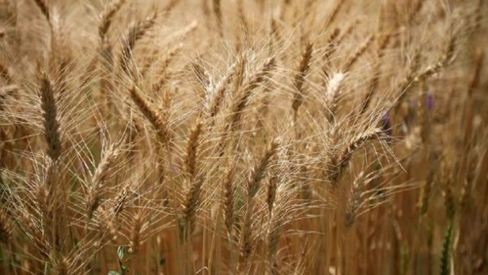 خودکفایی در تولید گندم نیازمند مراقبت از مزارع است