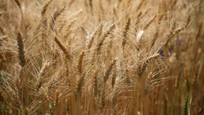 خودکفایی در تولید گندم نیازمند مراقبت از مزارع است