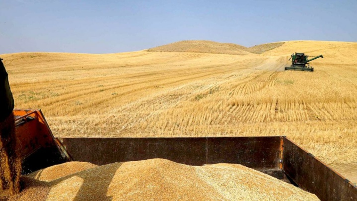 خرید تضمینی ۶۰۰ تن گندم از کشاورزان استان هرمزگان
