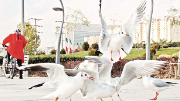 تهران همچنان میزبان پرندگان