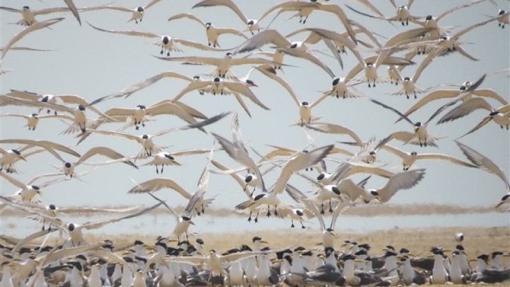 یک میلیون بال پرنده تابستان‌گذران به مازندران مهاجرت کردند