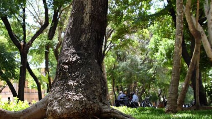 تصویب طرح ثبت درختان ارزشمند به عنوان میراث طبیعی تهران در شورای شهر