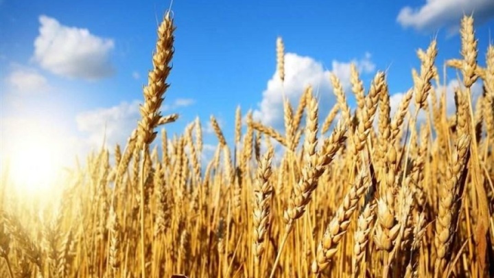 تولید ۱۳.۵ میلیون تن گندم در ۱۴۰۳ پیش‌بینی می‌شود