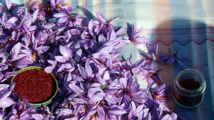عرضه ۱۵۰۰ کیلو زعفران در بورس کالا