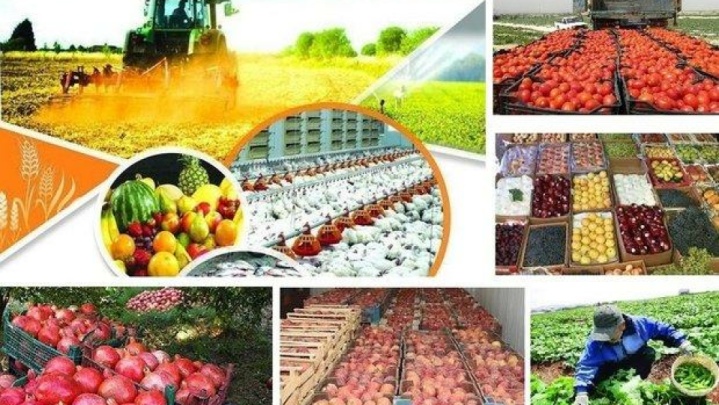 کارستان دولت در میدان تأمین امنیت غذایی با رشد صادرات محصولات کشاورزی