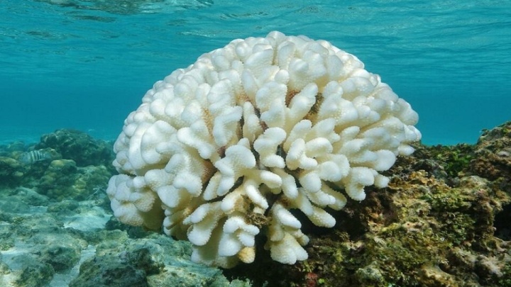 سفیدشدگی مرجان‌ها در خلیج فارس
