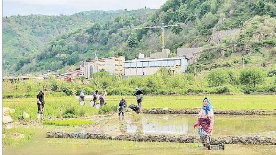 اقداماتی برای تحقق خودکفایی برنج