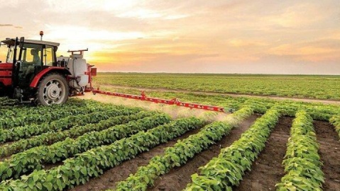 واردات گندم به نصف کاهش یافت