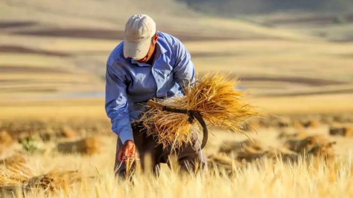 گام گندمکاران برای خودکفایی کامل