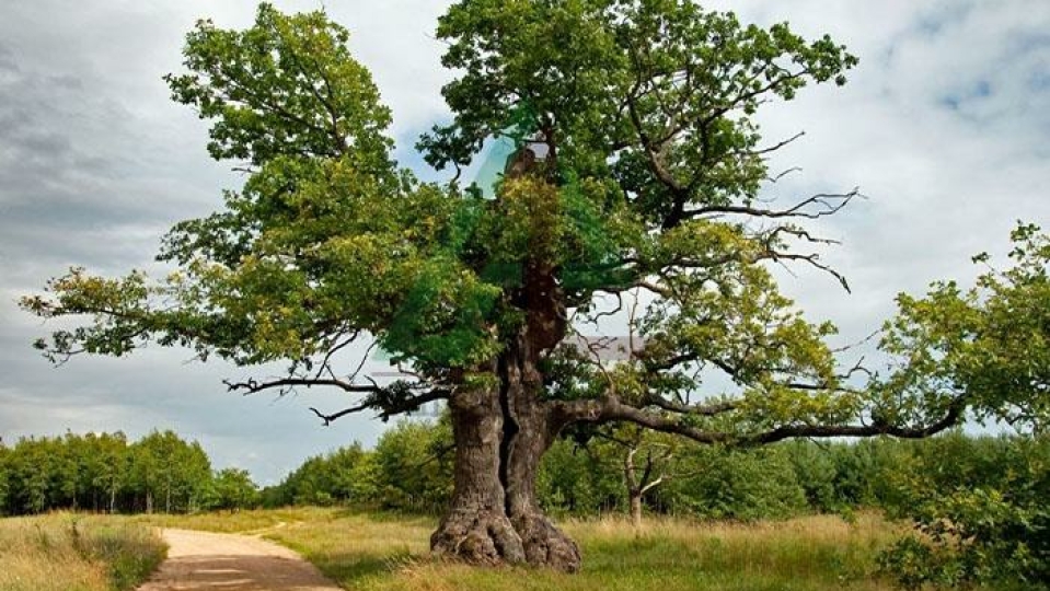 هجوم چندین آفت به جنگل‌های زاگرسی لرستان/ رشد بلوط‌ها متوقف می‌شود؟