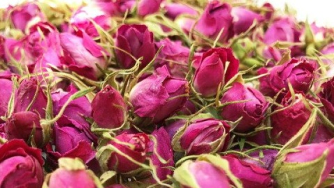 ایران ؛ رتبه نخست صادرات گلاب و غنچه گل‌محمدی