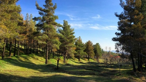 آخرین گریزگاه