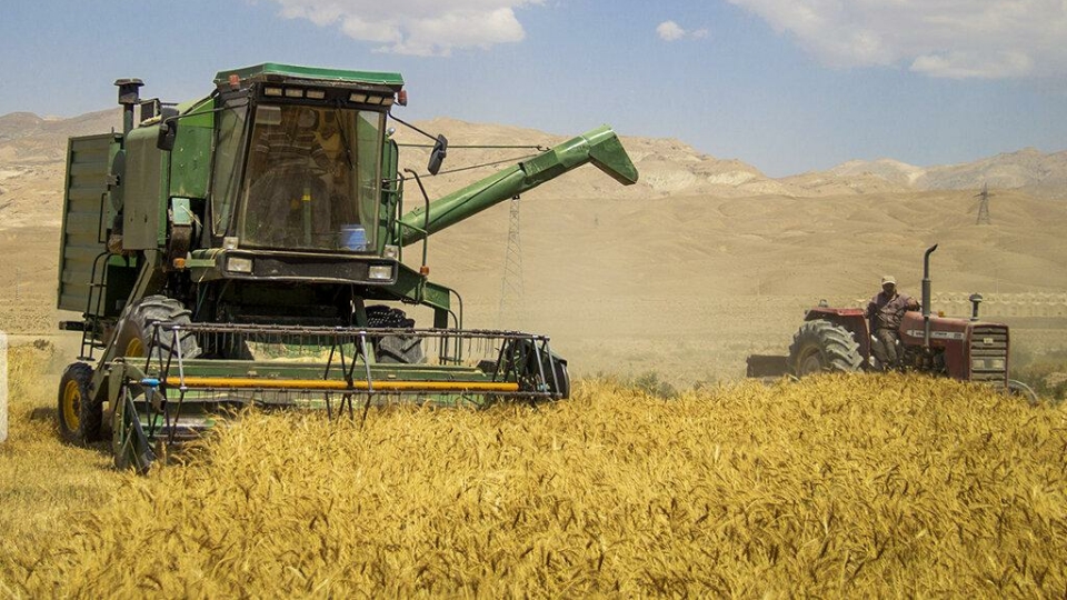 پیش بینی تولید ۱۴.۵ میلیون تن گندم/ ایران در جایگاه 11 دنیا