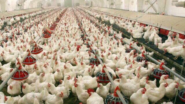 تولید مرغ و تخم مرغ در کشور مطلوب است