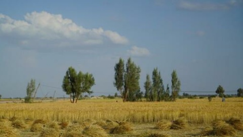 خودکفایی گندم در سال زراعی جاری دست‌یافتنی است