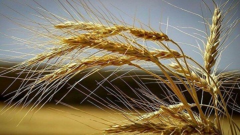پرداخت ۳۰.۳ همتی مطالبات گندم‌کاران