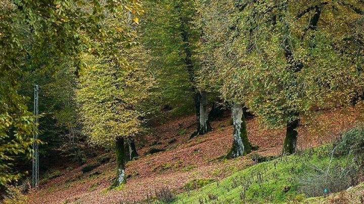 گسترش ۱۵ درصدی جنگل‌های ایران