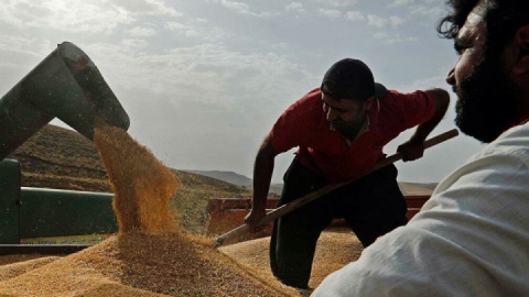 بیش از ۴ میلیون تن گندم خریداری شد