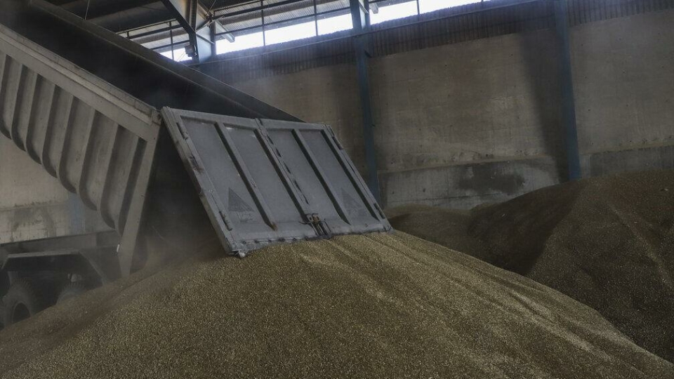 تولید گندم در کشور از 15 میلیون تن فراتر می‌رود
