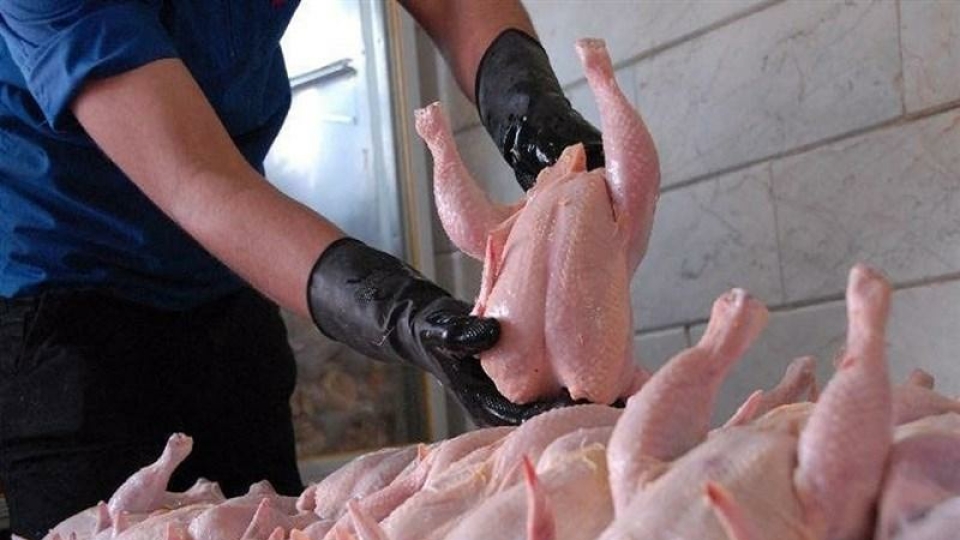 وزارت جهاد کشاورزی اجازه صادرات مرغ مازاد را صادر کرد