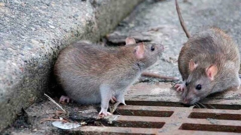 نانو پودر غیرسمی «شوک بوم» برای دفع موش‌ها