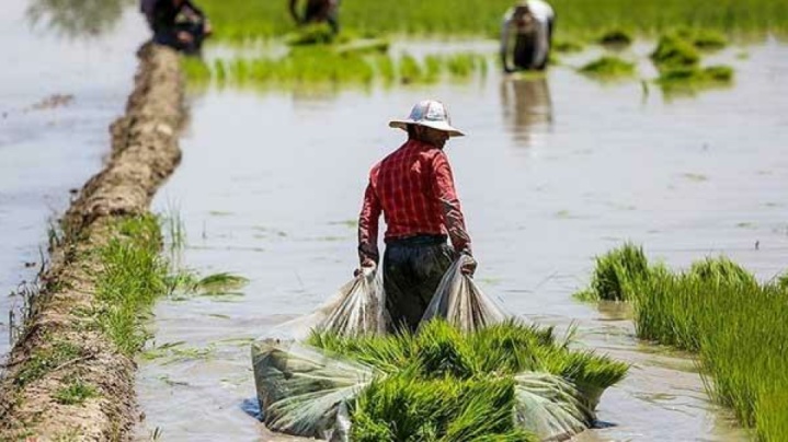 روند افزایشی تولید برنج در ۳ سال اخیر
