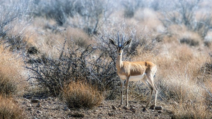 ارسال پرونده ۹ ذخیره‌گاه زیستکره برای تمدید به یونسکو