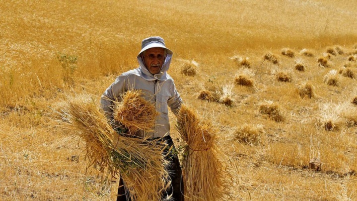 ایران از واردات گندم بی‌نیاز شد