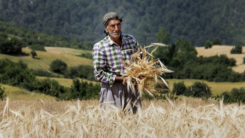 افزایش ۳ میلیون تنی جذب ماده خام کشاورزی