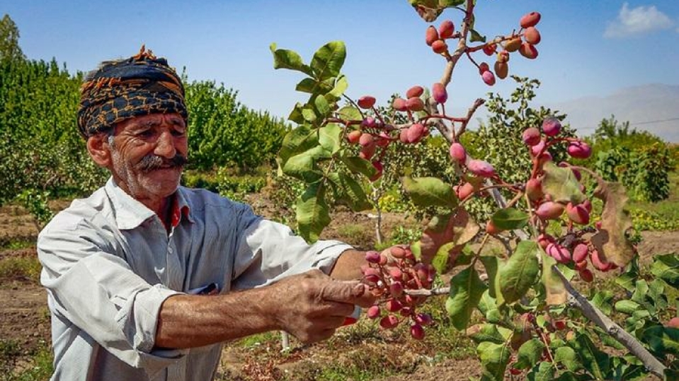 دیوار اروپایی در برابر پسته ایرانی