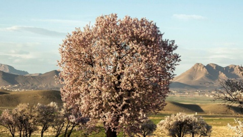 خسارت سرمازدگی در کمین باغات چهارمحال و بختیاری
