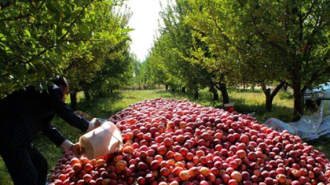 صادرات یکهزار تن محصولات گلخانه‌ای از ارس به بازارهای بین‌الملل