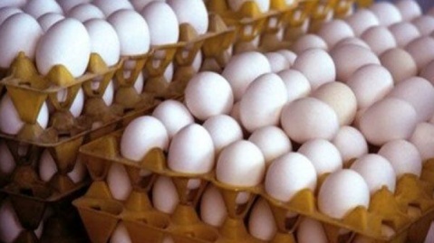 تخم مرغ درب مرغداری به کیلویی ۲۵ هزار تومان رسید