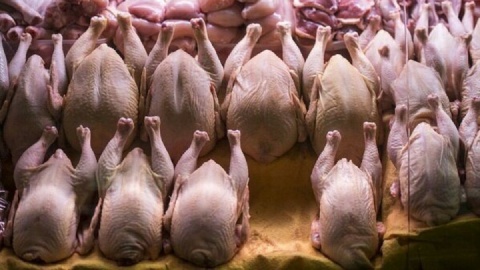 قیمت گوشت مرغ، امروز ۲۶ فروردین ۱۴۰۴
