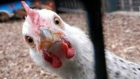 قیمت گوشت مرغ، امروز ۸ اردیبهشت ۱۴۰۴
