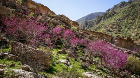 عروس دلربای زاگرس کجاست؟