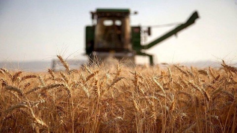 خرید گندم در خوزستان به ۷۴ هزار تن رسید