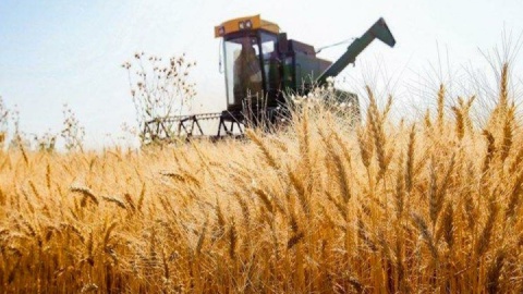ذخایر استراتژیک گندم به ۶ ماه رسید
