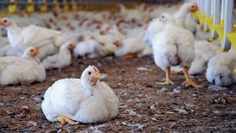 قیمت گوشت مرغ، امروز ۳۱ فروردین ۱۴۰۴