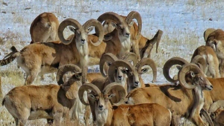 محلیها زودتر از شکارچیان رسیدند