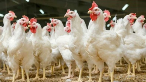 قیمت گوشت مرغ، امروز ۱۷ اردیبهشت ۱۴۰۴