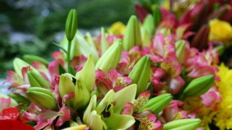 ۲۰۰ هزار بوته گل برای زیباسازی حرم مطهر امام رضا(ع) در دهه کرامت