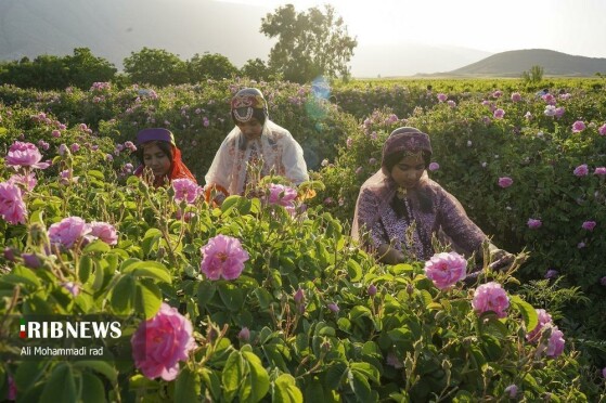 عکاس :علی محمدی راد