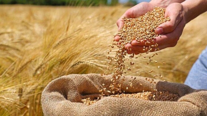 کام گندمکاران شیرین شد/ پرداخت مرحله اول طلب کشاورزان