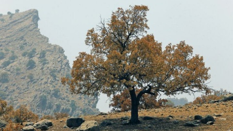 جنگل‌های زاگرس را در ۶۰ سال گذشته به سمت نابودی بردیم